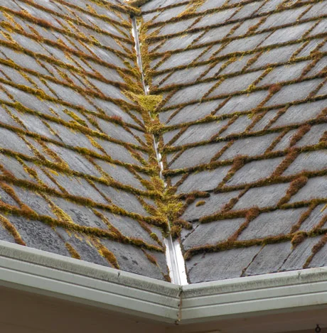 Roof Moss Removal Vancouver